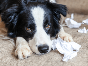 Waarom eet mijn hond papier?