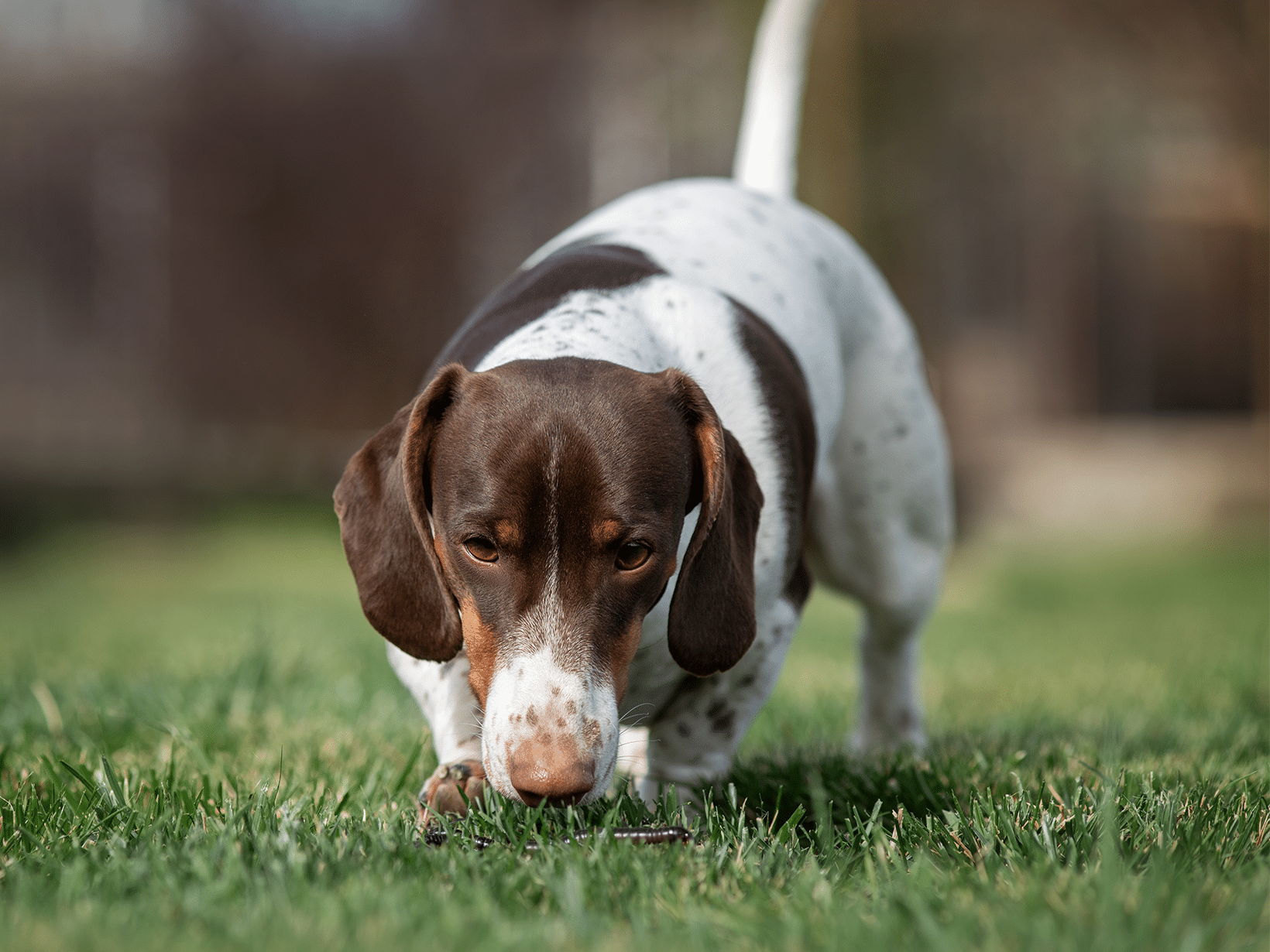 Waarom eet mijn hond regenwormen?