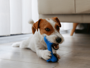 Waarom eet mijn hond rubber?