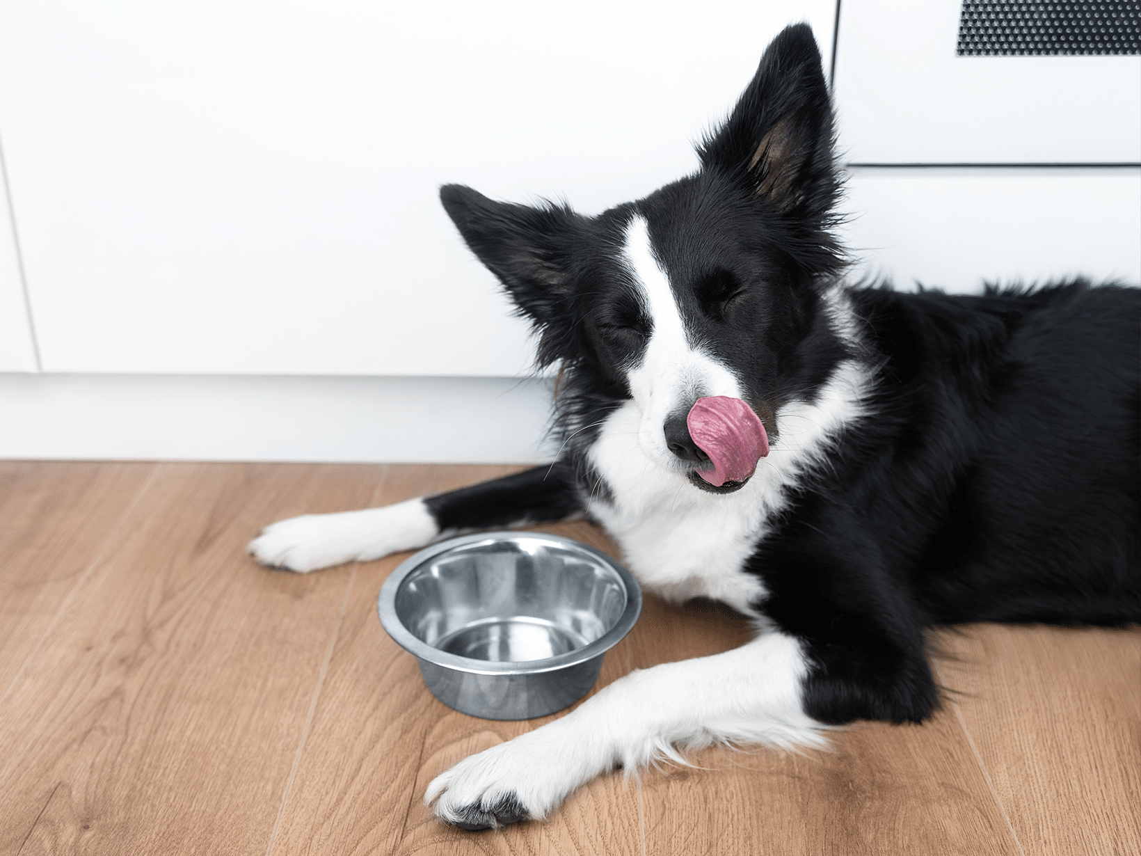 Waarom eet mijn hond snel?