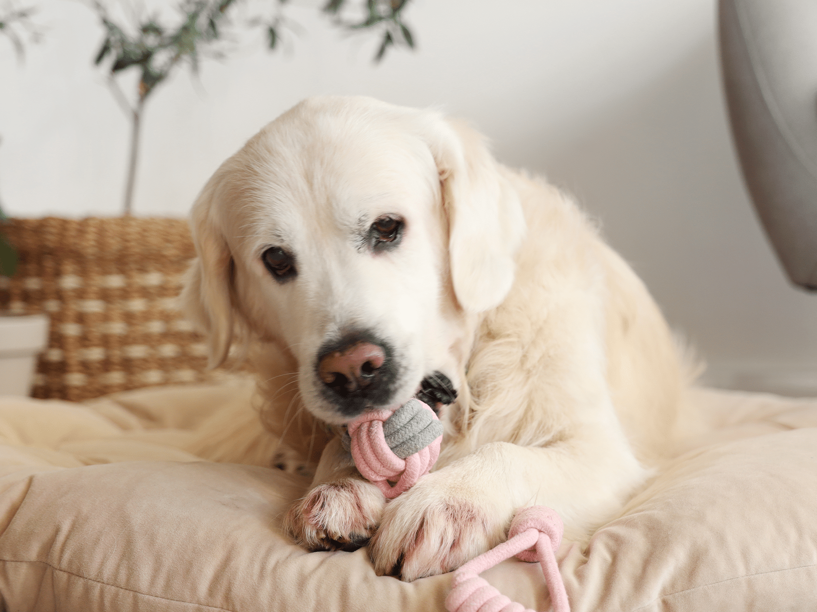 Waarom eet mijn hond speelgoed op?