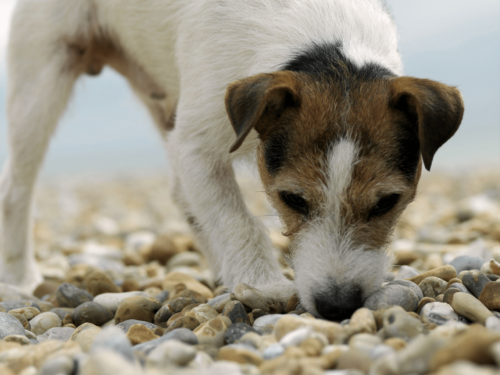 Waarom eet mijn hond steentjes?