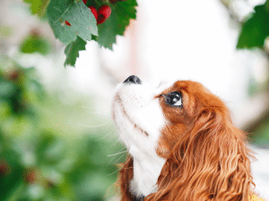 Waarom eet mijn hond taxus bessen?