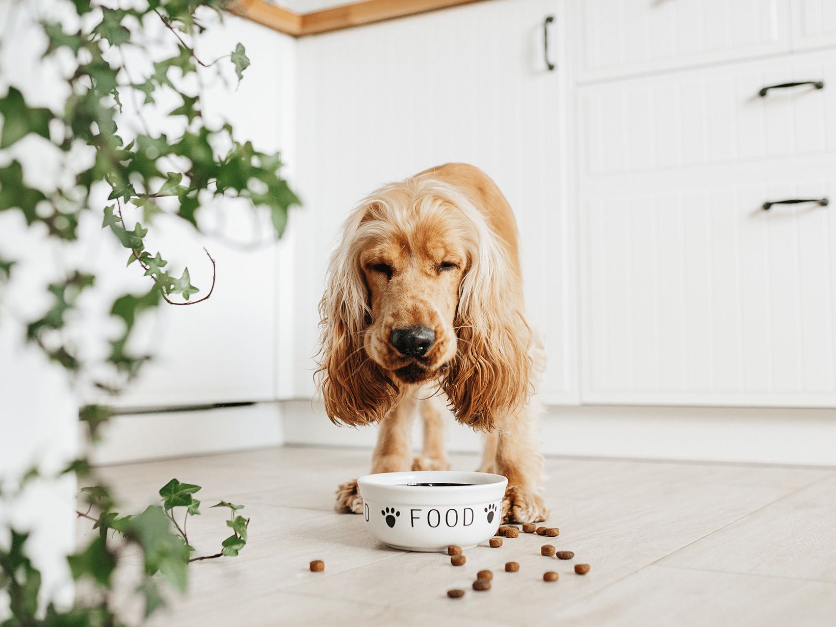 Waarom eet mijn hond te gulzig?