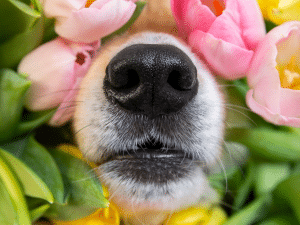 Waarom eet mijn hond tulpen?