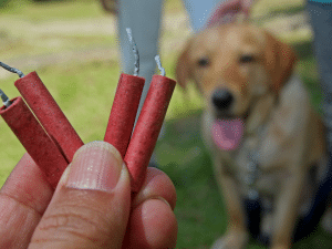 Waarom eet mijn hond vuurwerk?