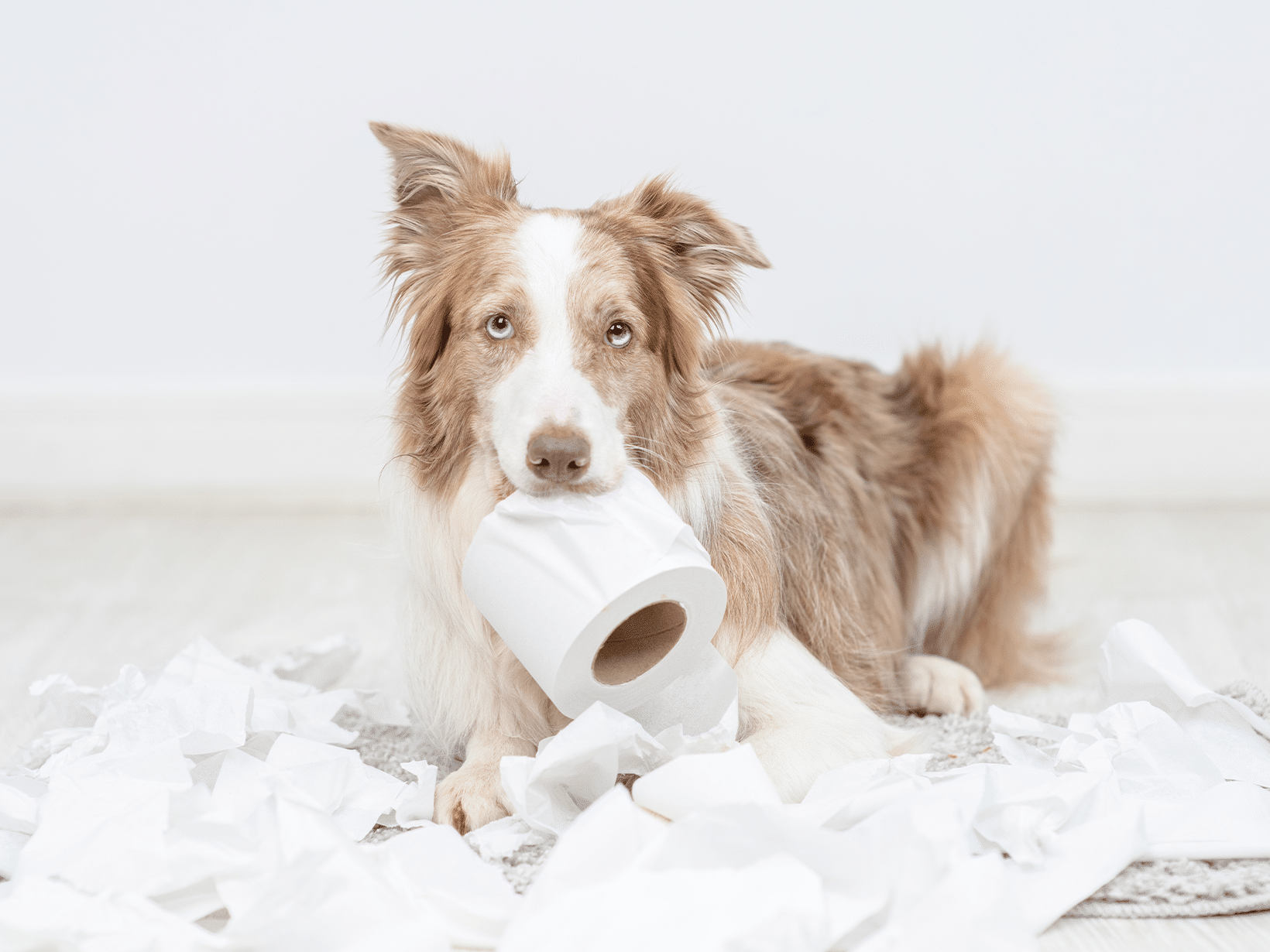 Waarom eet mijn hond wc papier?