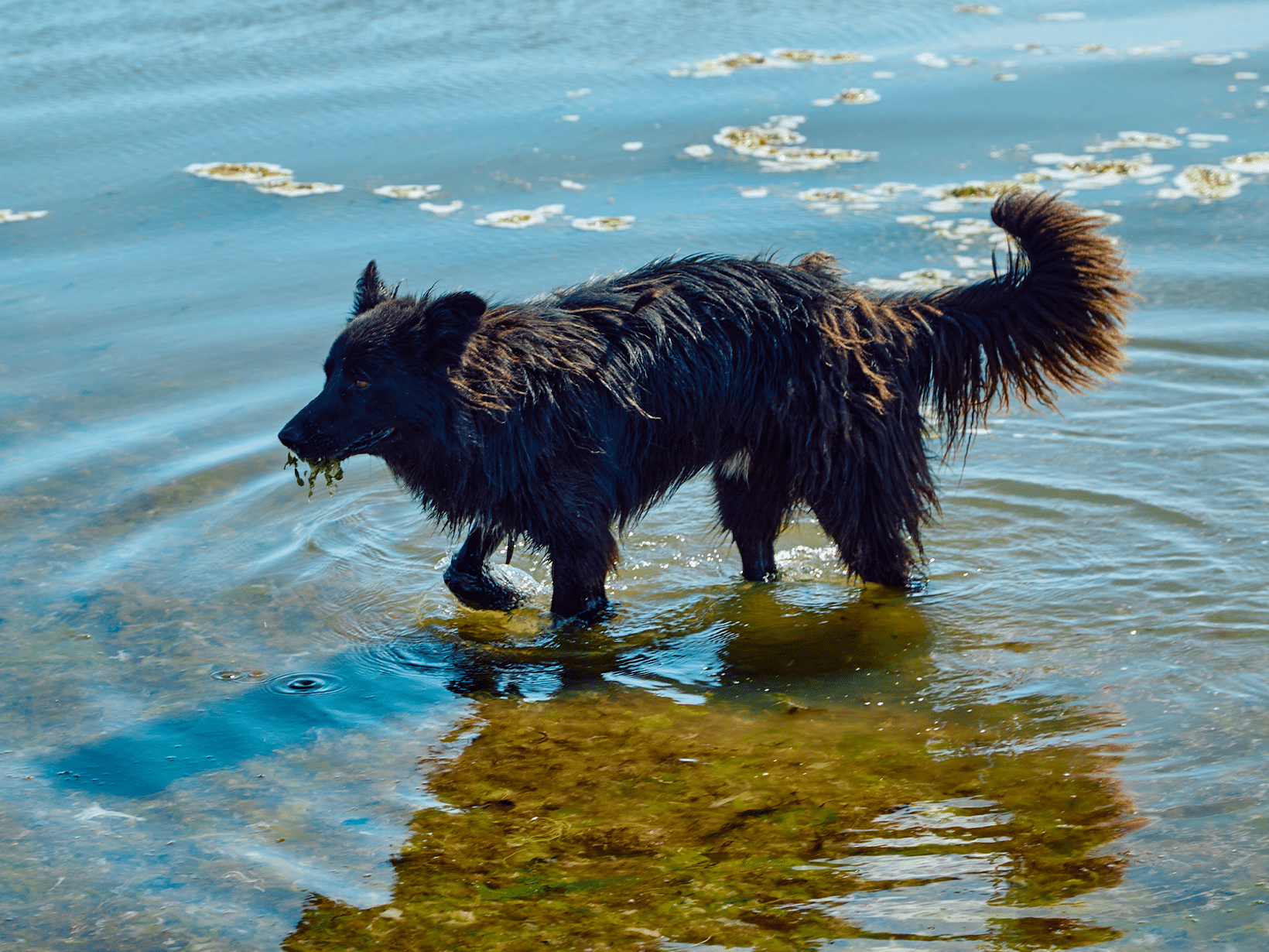 Waarom eet mijn hond zeewier?