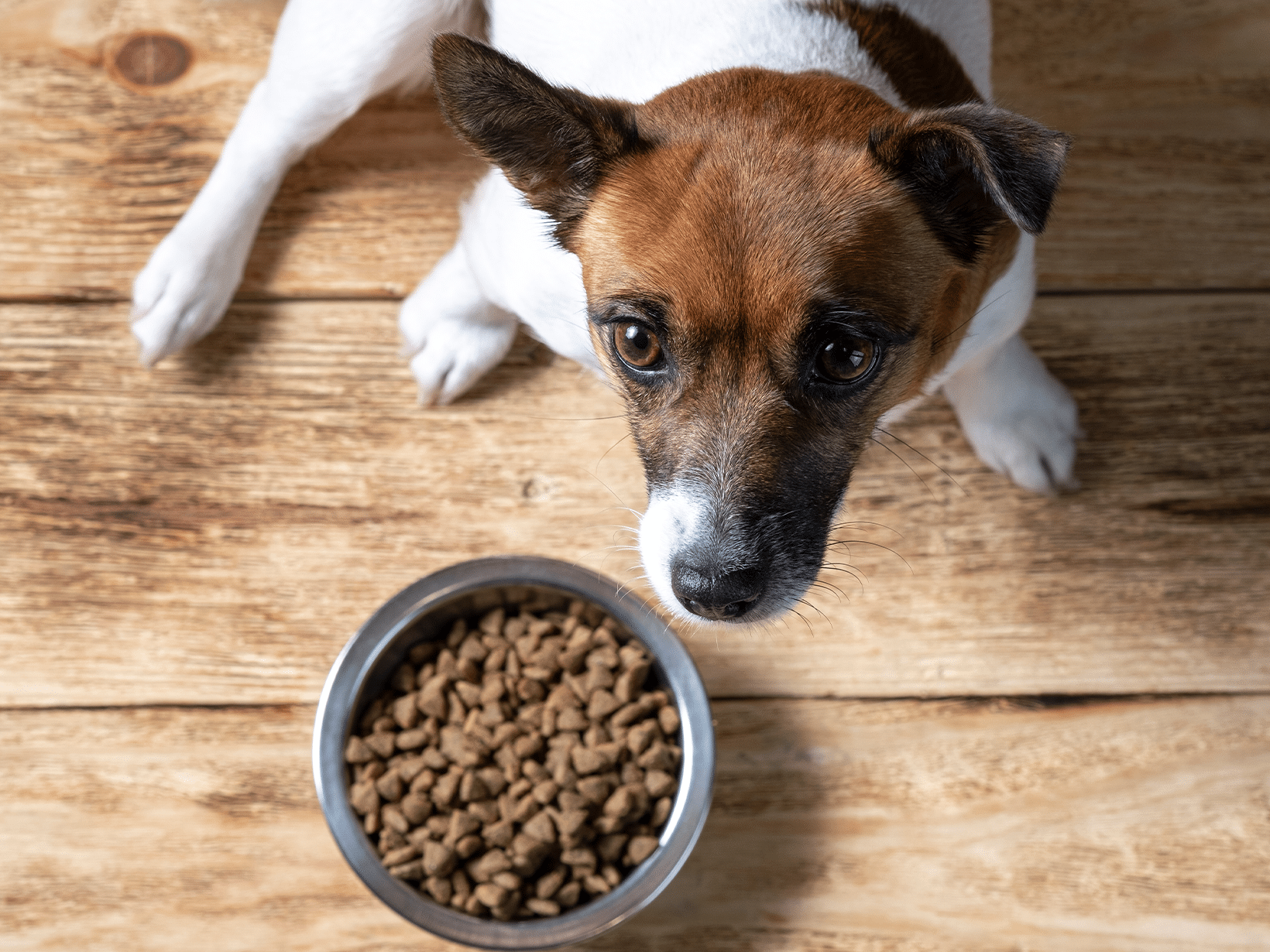 Waarom eet mijn hond zijn nieuwe brokken niet?