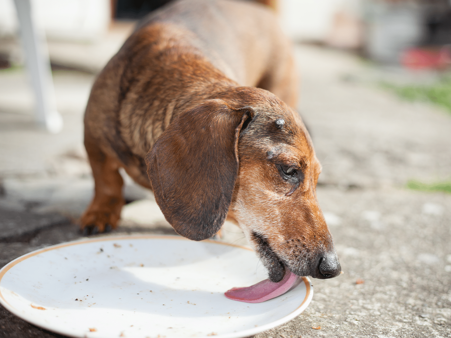 Waarom eet mijn oude hond alles op? Oorzaken en oplossingen