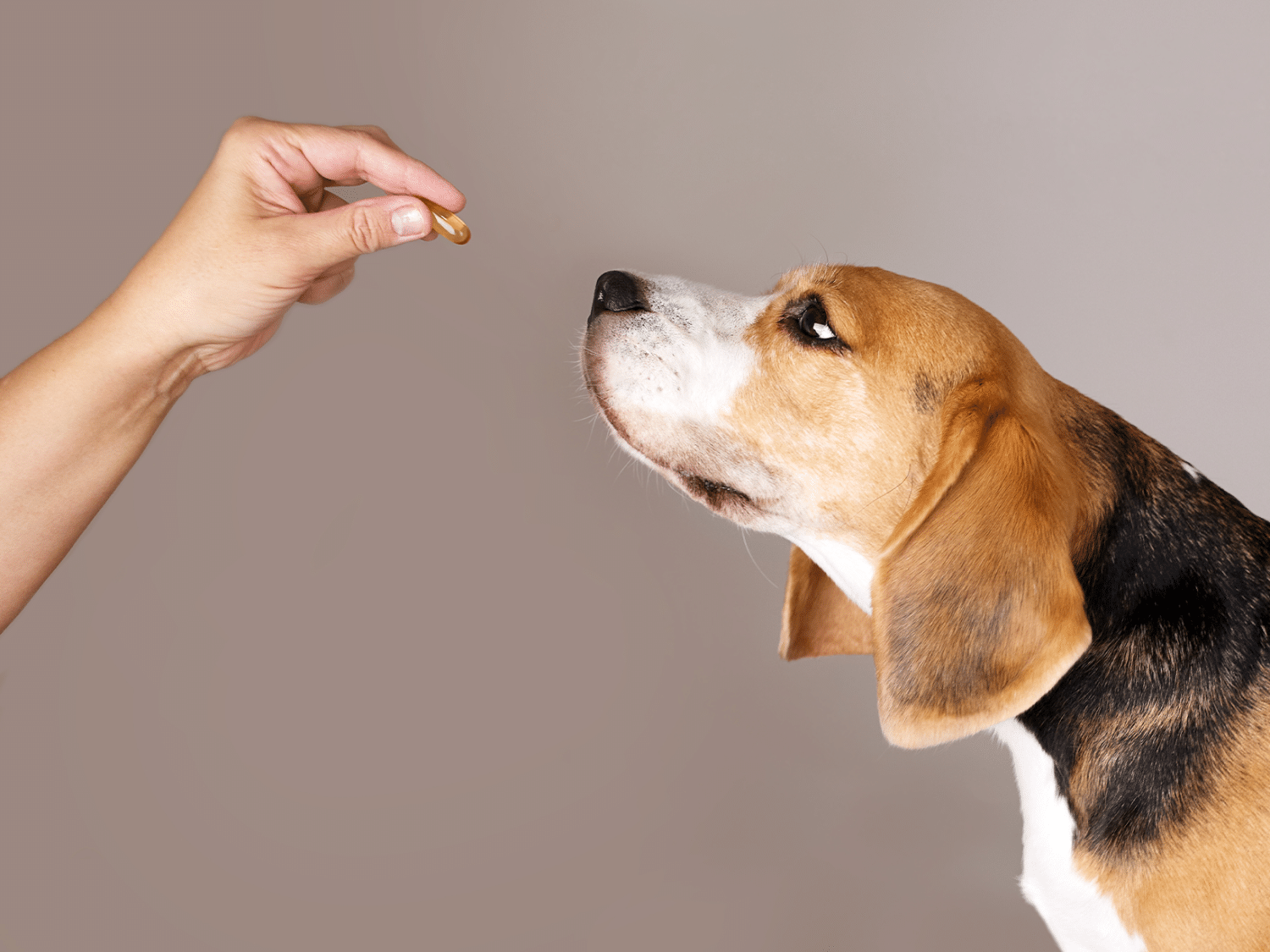 Waarom eet en drinkt mijn hond niet meer? Oorzaken en tips