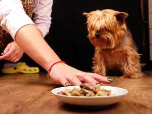 waarom eet mijn puber hond slecht?