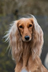 Zo houd je de vacht van je hond in topconditie