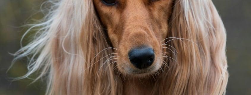 Zo houd je de vacht van je hond in topconditie