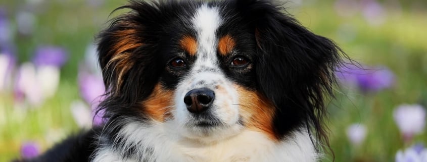Online dierenwinkel: waar let je op bij het kiezen van de juiste producten?